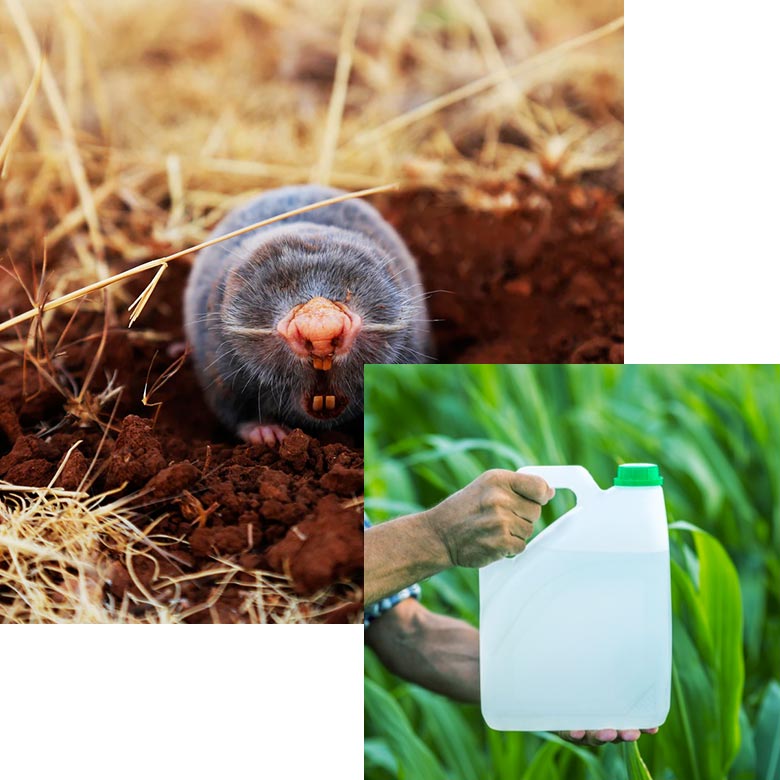 pestcontrol-about-pic1 pestcontrol-about-pic1